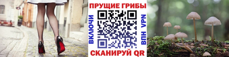 mega вход купить Печора Псилоцибиновые грибы Psilocybine cubensis